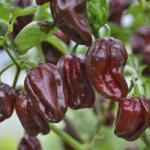 Florian Ltd Seminte de ardei iute HABANERO CIOCOLATA, 20 seminte, FLORIAN (HCTG01021)