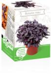 Yurta Kit Plante Aromatice Busuioc rosu (HCTA01837)