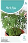 TUINPLUS Seminte de Mimosa Pudica, 0, 75 grame, Hortitops (HCTG01905)