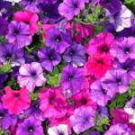 Pop Vriend Seeds Seminte de petunie Compacta MIX, 0.25 grame (HCTG00162)