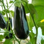 Agrosel Seminte Vinete Minerva Agrosel - 25 SEM (HCTRC00013)