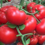 Bayer Seminte de tomate Matissimo F1, 500 seminte (HCTG00429)