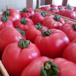 YUKSEL Seminte de tomate PINK ROCK F1, 1000 seminte, YUKSEL (HCTG01764)