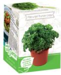 Yurta Kit Plante Aromatice Patrunjel Frunze Creata (HCTA01833)