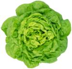 Pop Vriend Seeds Seminte de salata Hilde, 10 grame (HCTG00077)