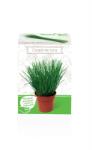 Yurta Kit Plante Aromatice Ceapa de tuns (HCTA01826)