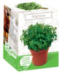 Yurta Kit Plante Aromatice Magheran (HCTA01830)