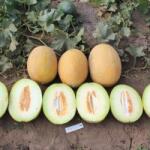 Syngenta Seminte de pepene galben Flander F1, 500 seminte SYNGENTA (HCTG00459)