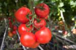 HEKTAR Seminte Tomate Moldoveanu F1 - 50 sem, HEKTAR SEEDS (HCTG02031)