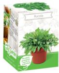 Yurta Kit Plante Aromatice Rucola (HCTA01835)