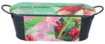 TUINPLUS Kit crestere banana roz, BUZZY (HCTG01891)