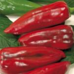 POP VRIEND Seminte Ardei kapya F MAX Pop Vriend 10 g (HCTS00331)