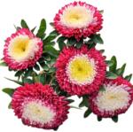Florian Ltd Seminte de ochiul boului pompon rosu cu alb, 0.6g FLORIAN (HCTG00236)