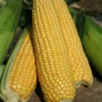 Syngenta Seminte de porumb zaharat STARSHINE, 2500 seminte SYNGENTA (HCTG00476)