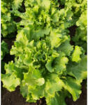 YUKSEL Seminte de salata creata FIYONYK, 2000 seminte, YUKSEL (HCTG01835)