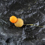 Carp Academy Special Pop Up Rig Teflon 2db/cs 6-os méret (8107-106) - marlin