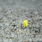 STÉG Stég Upters Corn 10mm 10db Strawberry (SP030093)