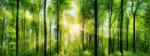 Art Galéria Zöld fényerdő - üvegkép