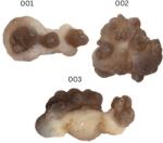  Calcedonie Nodular Bruta din Maroc - 43-61 x 31-43 x 21-31 mm - Piatra Naturala pentru Sustinere Emotionala si Expansiune Personala - ( XXL ) - 1 Buc