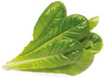 Click & Grow Capsule Click & Grow cu seminte si substrat de salata verde 3buc (SGR50X3)