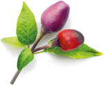 Click & Grow Capsule Click & Grow cu seminte si substrat de ardei iute violet 3buc (SGR46X3)