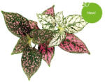 Click & Grow Capsule Click & Grow cu seminte si substrat de floare cu buline 3buc (SGR48X3)