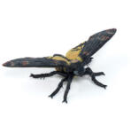 Papo Molylepke 96456