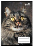  Állatos COOL BY VICTORIA Cica 1. osztályos vonalas füzet (A5/14-32) (COR_2025_ISVFC68_c)