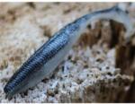 Rapture Power Shad Dual 5 cm Black Silver 20 db, plasztik csali (188-00-906) - fishingoutlet