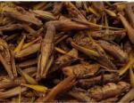 trópus Trópus Dried Grasshopper - kiegészítő eleség (szárított szöcske) rágcsálók, madarak, sünik és hüllők részére (40g)