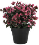  Cserepes művirág lila és zöld levelekkel, 21 cm (2011P (Pachysandra))