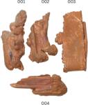  Cupru Nativ Brut Natural - 53-92 x 21-52 x 5-26 mm - Piatra Asociata Transformarii si Regenerarii - ( XXL ) - 1 Buc