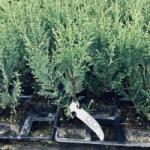 Gabrillo Garden Kft Leylandi ciprus Blue Jeans kis cserepes 30/40 cm 15 db/csomag