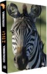 KARTON P+P Zebra füzetbox A4 (796923)