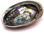 Abalone Kagyló Nagy 15-17 cm