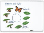 Learning Resources Ciclul vietii fluturelui - set magnetic (EDUC-LER6043)