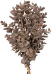 Valex Decor Eukaliptusz ág köteg, 5 szálas, 39cm magas (AF068-01)
