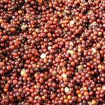 Poseidon főtt repce 1 kg (POS-REPKA1KG)