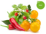 Click & Grow Capsule Click & Grow cu seminte si substrat de amestec de fructe si legume 9buc (PPMFVX9)