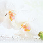  Konyhai hátfal, konyhapanel ütésálló és hőálló ABS anyagból, 295x60 cm - fotó minőségű, UV nyomtatott - Orchidea (TP10025538)