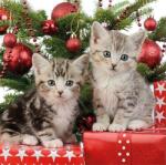 AMBIENTE Szalvéta 33x33cm 20db/csomag Christmas Kitten, Karácsonyi Cica