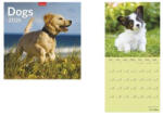 TopTimer Naptár, fali, TOPTIMER, "Dogs (26T9800-06A)