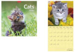 TopTimer Naptár, fali, TOPTIMER, "Cats (26T9800-02A)