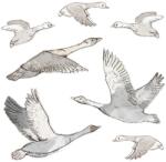 Pastelowe Love® Fali matricák - repülő libák csapata