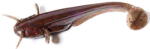FishUp Shad Catfish 7.5cm #050 Green Pumpkin Brown Red & Purple (4820194850221)