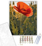 Számfestő Naplementében Ragyogó Pipacs - számfestő készlet - 40×50 cm (Keretre feszítve) (crea5765-40X50-KF)