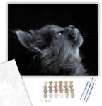 Számfestő Szürke macska tekintete - számfestő készlet - 40×50 cm (Keretre feszítve) (crea602-40X50-KF)