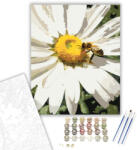  Méhecske és Margaréta Közelről - számfestő készlet - 40×50 cm (Keretre feszítve)