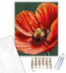  Harmatcseppes Pipacs Szirmok - számfestő készlet - 40×50 cm (Keretre feszítve)