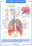  Sistemul respirator - planșă de perete